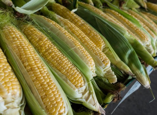 Fresh Sweet Corn – Supersweet Variety
