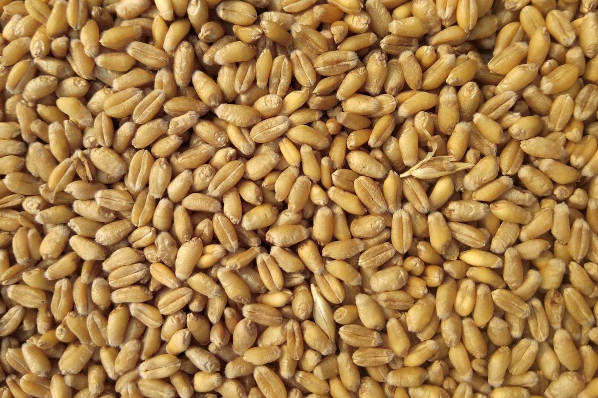 Premium Durum Wheat – 2026 Harvest