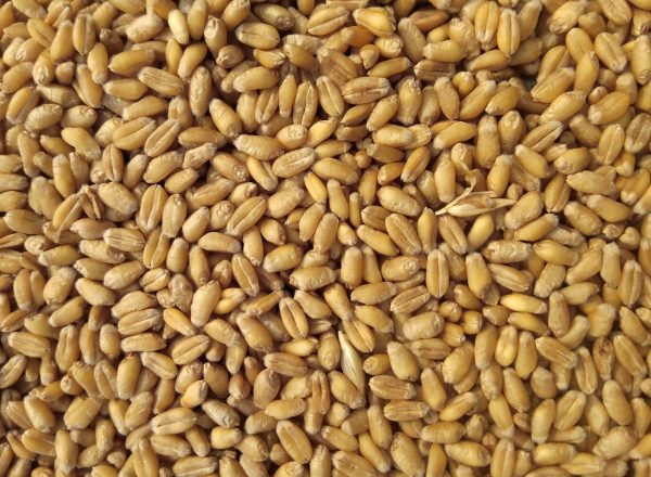 Premium Durum Wheat – 2026 Harvest